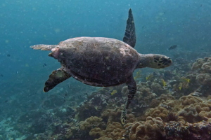 Timmy, hawksbill, adopted for Martha by Paul Hudspith Hawksbill turtle, Gaakoshinbi, Shaviyani Atoll, Maldives. Image.