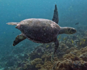 Hawksbill turtle, Gaakoshinbi, Shaviyani Atoll, Maldives. Image.