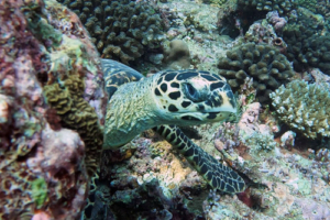 KTea, hawksbill, adopted for Katie by Kurtis Hawksbill turtle, Gaakoshinbi, Shaviyani Atoll, Maldives. Image.
