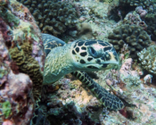 Hawksbill turtle, Gaakoshinbi, Shaviyani Atoll, Maldives. Image.