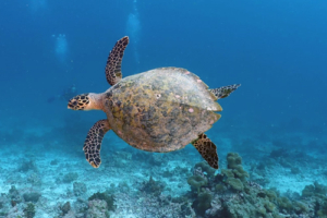 Bubbles, hawksbill, adopted for Brandon Hawksbill turtle swimming in the blue, Gaakoshinbi, Shaviyani Atoll, Maldives. Image.