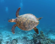 Hawksbill turtle swimming in the blue, Gaakoshinbi, Shaviyani Atoll, Maldives. Image.