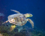 Hawksbill turtle swimming in the blue, Gaakoshinbi, Shaviyani Atoll, Maldives. Image.