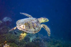 April, hawksbill, adopted for April by Matthew Hawksbill turtle swimming in the blue, Gaakoshinbi, Shaviyani Atoll, Maldives. Image.