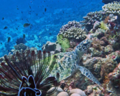 Hawksbill turtle, resting on coral reef, Gaakoshinbi, Shaviyani atoll, Maldives. Image.