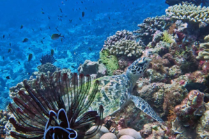 Sofia, hawksbill, adopted for Sofia by Veronica Hawksbill turtle, resting on coral reef, Gaakoshinbi, Shaviyani atoll, Maldives. Image.
