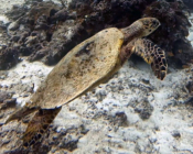 Hawksbill turtle, Medhufaru House Reef, Noonu, Maldives. Image.