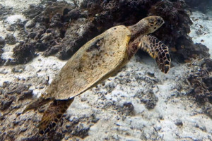 Schildegard, hawksbill, adopted by Alida und Niklas Hawksbill turtle, Medhufaru House Reef, Noonu, Maldives. Image.
