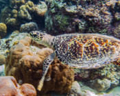 Hawksbill turtle on coral reef, Medhufaru house reef, Noonu atoll, Maldives. Image.