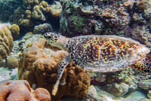 Turbo, hawksbill, adopted by DeAnn for Kiera Hawksbill turtle on coral reef, Medhufaru house reef, Noonu atoll, Maldives. Image.