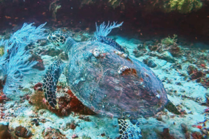 Squirt, hawksbill, adopted by Josh for Renee Hawksbill turtle swimming away, Maroshi, Shaviyani atoll, Maldives. Image.