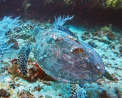 Hawksbill turtle swimming away, Maroshi, Shaviyani atoll, Maldives. Image.