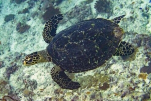 Shelly T-turtal, hawksbill, adopted by Bella Earnshaw Hawksbill turtle, Maroshi, Shaviyani, Maldives. Image.