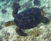 Hawksbill turtle, Maroshi, Shaviyani, Maldives. Image.
