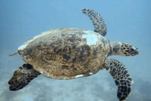 Yani, hawksbill, adopted by Hristiyan & Nadya. Hawksbill, Bileffahi, Shaviyani, Maldives. Image.