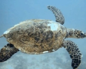 Hawksbill, Bileffahi, Shaviyani, Maldives. Image.