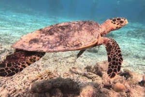 Oggy, hawksbill, adopted Hawksbill turtle, Gaakoshinbi, Shaviyani, Maldives. Image.