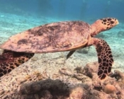Hawksbill turtle, Gaakoshinbi, Shaviyani, Maldives. Image.
