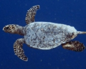 Adopted Hawksbill turtle Maldives. Image.