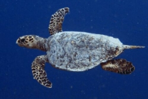 Piper Joyce, hawksbill, adopted by Denise Adopted Hawksbill turtle Maldives. Image.