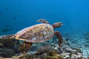 Michelangelo, hawksbill, adopted for Neel Garcha-Sethia Hawksbill turtle swimming off a reef, Medhufaru house reef, Noonu atoll, Maldives. Image.