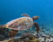 Hawksbill turtle swimming off a reef, Medhufaru house reef, Noonu atoll, Maldives. Image.