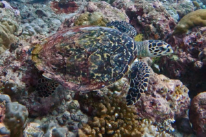 Hari, hawksbill, adopted by Hibbard Brown Hawksbill turtle swimming over a reef, Medhufaru house reef, Noonu atoll, Maldives. Image.