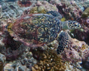Hawksbill turtle swimming over a reef, Medhufaru house reef, Noonu atoll, Maldives. Image.