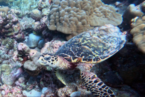 Terry Jr, hawksbill, adopted by Turtle Class Hawksbill turtle foraging on coral reef, Kandhoodhoo, Noonu atoll, Maldives. Image.