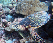 Hawksbill turtle foraging on coral reef, Kandhoodhoo, Noonu atoll, Maldives. Image.