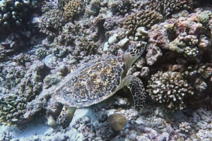 Julian, hawksbill, adopted by Krzysztof for Julian Hawksbill turtle on coral reef, Gaakoshibee, Shaviyani atoll, Maldives. Image.