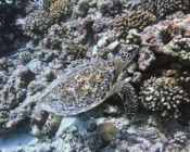 Hawksbill turtle on coral reef, Gaakoshibee, Shaviyani atoll, Maldives. Image.