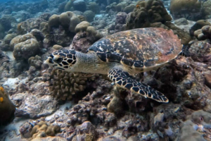 Ninja, hawksbill, adopted Hawksbill turtle, Medhufaru Toshi Caves, Noonu atoll, Maldives. Image.