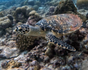 Hawksbill turtle, Medhufaru Toshi Caves, Noonu atoll, Maldives. Image.
