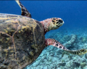 Hawksbill turtle swimming away, Medhufaru house reef, Noonu atoll, Maldives. Image.