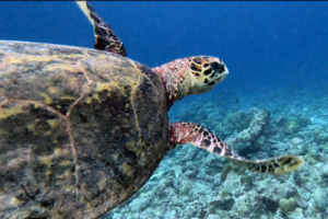 Lou, hawksbill, adopted by Sherien for Julia & Marco Hawksbill turtle swimming away, Medhufaru house reef, Noonu atoll, Maldives. Image.