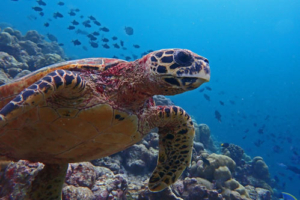 Pauli, hawksbill, adopted for Pauline. Adopted sea turtle in the Maldives. Image