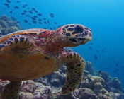Adopted sea turtle in the Maldives. Image