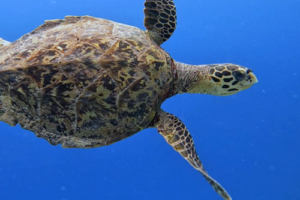 Sheldon, hawksbill, adopted for Anastasia. Adopted turtle in the Maldives. Image