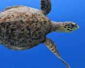 Adopted turtle in the Maldives. Image