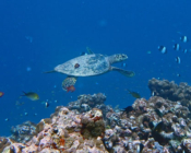 Adopted turtle in the Maldives. Image