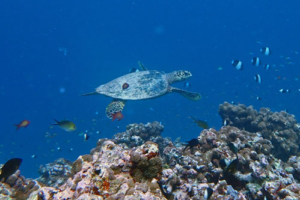 Aniellemini, hawksbill, adopted by Petra. Adopted turtle in the Maldives. Image
