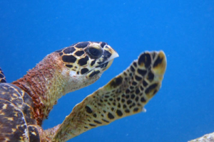 Tim, hawksbill, adopted for Abby. Adopted turtle in the Maldives. Image