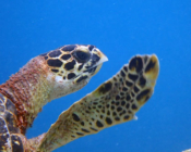Adopted turtle in the Maldives. Image