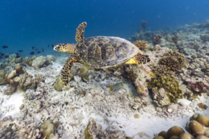 Taheli, hawksbill, adopted for Taran Hawksbill turtle swimming, Ken Dhivaru, Noonu, Maldives. Image.