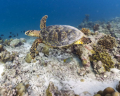 Hawksbill turtle swimming, Ken Dhivaru, Noonu, Maldives. Image.