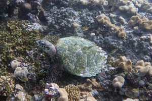 Dozzie, hawksbill, adopted by Richard, Jennifer, Emlyn, Finley, Ella & Catherine Hawksbill turtle on coral reef, Gaakoshinbi, Shaviyani, Maldives. Image.