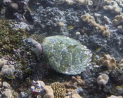 Hawksbill turtle on coral reef, Gaakoshinbi, Shaviyani, Maldives. Image.