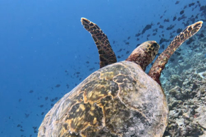 Wilbur II, hawksbill, adopted for Marisa. Adopted turtle in the Maldives. Image