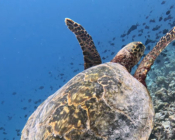 Adopted turtle in the Maldives. Image